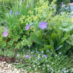 jardin a Villenave d'Ornon